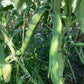 BEAN 'Long Yellow Fava'