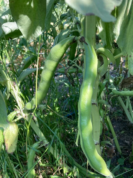 BEAN 'Long Yellow Fava'