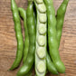 BEAN 'Long Yellow Fava'