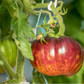 TOMATO 'Lovely Lush'