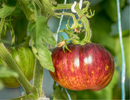 TOMATO 'Lovely Lush'