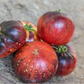 TOMATO 'Lovely Lush'