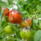 TOMATO 'Lovely Lush'