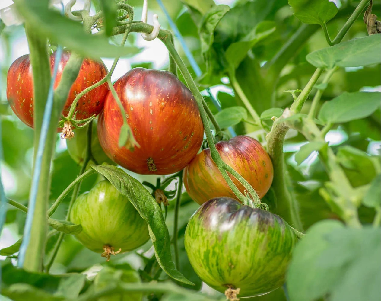 TOMATO 'Lovely Lush'