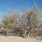 GOJI BERRY 'Black' --Lycium ruthenicum--