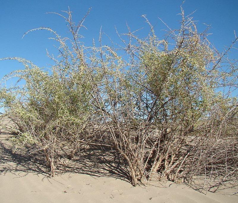 GOJI BERRY 'Black' --Lycium ruthenicum--