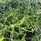 Epipremnum --Shangri La Variegated Pothos--