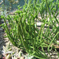 Crassula muscosa 'Worms' --Watch Chain Plant--