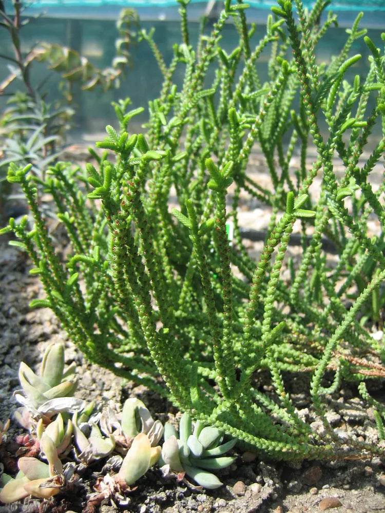 Crassula muscosa 'Worms' --Watch Chain Plant--