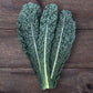 KALE 'Mamba Dinosaur'
