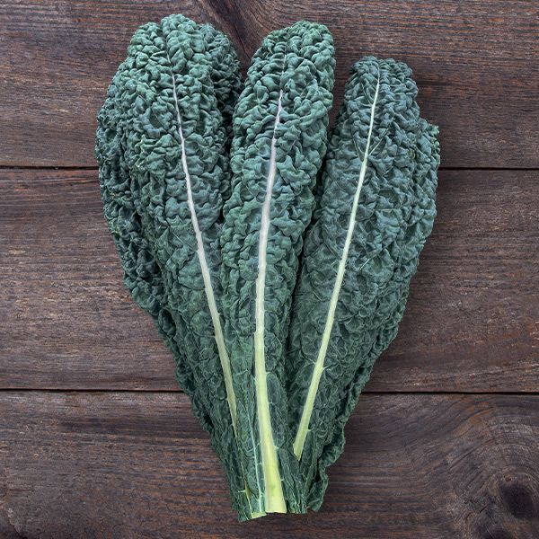 KALE 'Mamba Dinosaur'