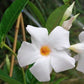 Mandevilla 'Sunmandeho' --Giant White Mandevilla--