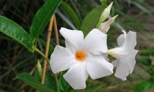 Mandevilla 'Sunmandeho' --Giant White Mandevilla--