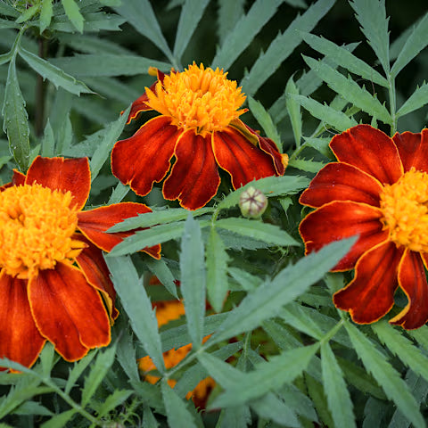 MARIGOLD 'Orange Flame'