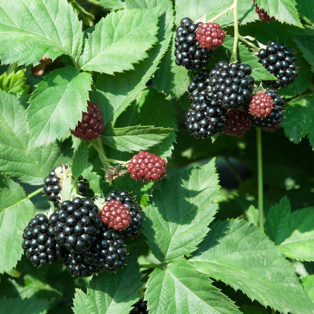 MARIONBERRY --Rubus fruticosus 'Marion'--