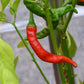 PEPPER 'African Cayenne' --Capsicum frutescens--