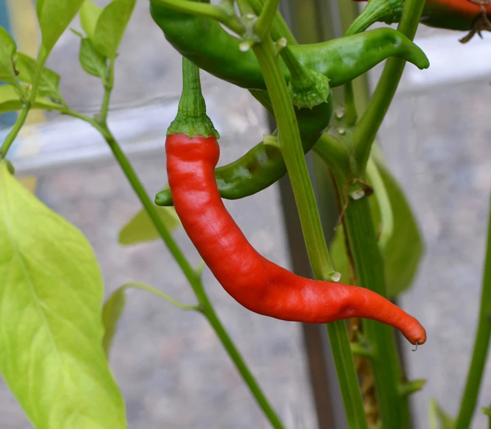 PEPPER 'African Cayenne' --Capsicum frutescens--