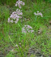 GARLIC 'Meadow' --Allium canadense--
