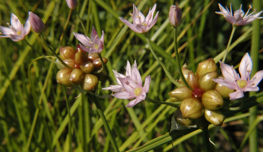 GARLIC 'Meadow' --Allium canadense--