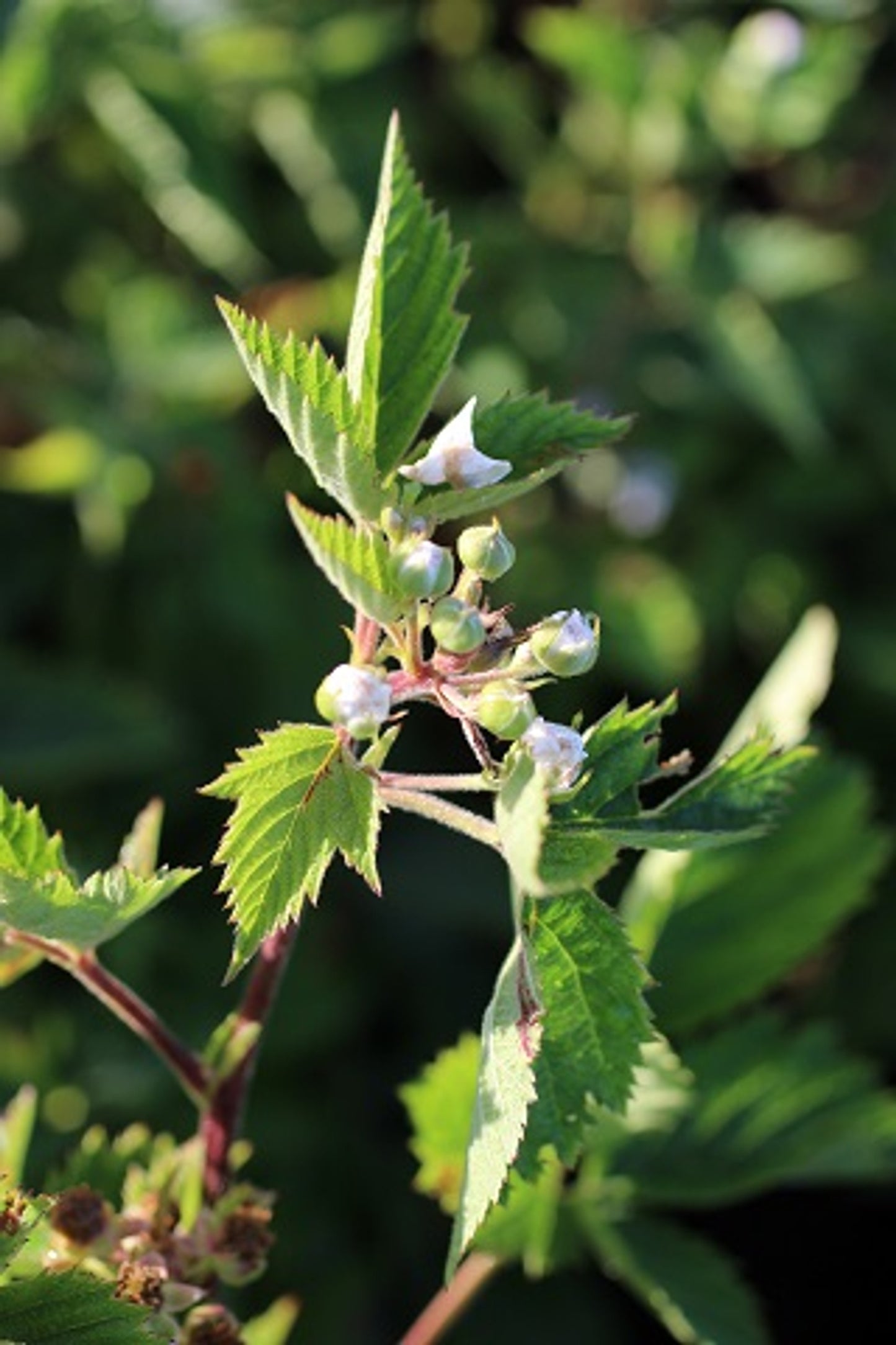 BOYSENBERRY 'Thornless' --Rubus ursinus--