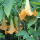 ANGEL TRUMPET 'Charles Grimaldi' --Brugmansia x. cubensis--