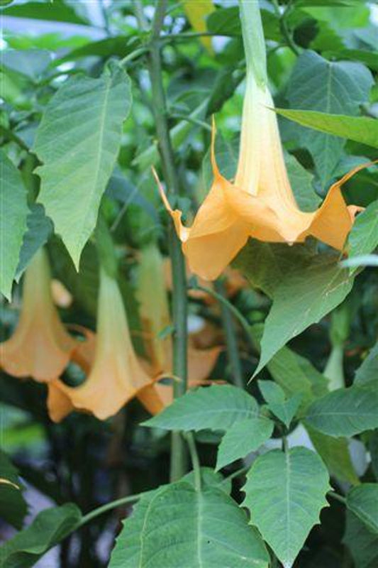 ANGEL TRUMPET 'Charles Grimaldi' --Brugmansia x. cubensis--