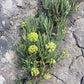 FENNEL 'Sea' --Crithmum maritimum--