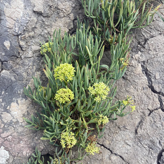 FENNEL 'Sea' --Crithmum maritimum--