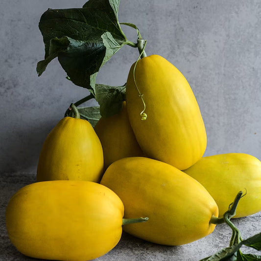 MELON 'Golden Crispy'
