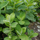 MINT 'Apple' --Mentha suaveolens--