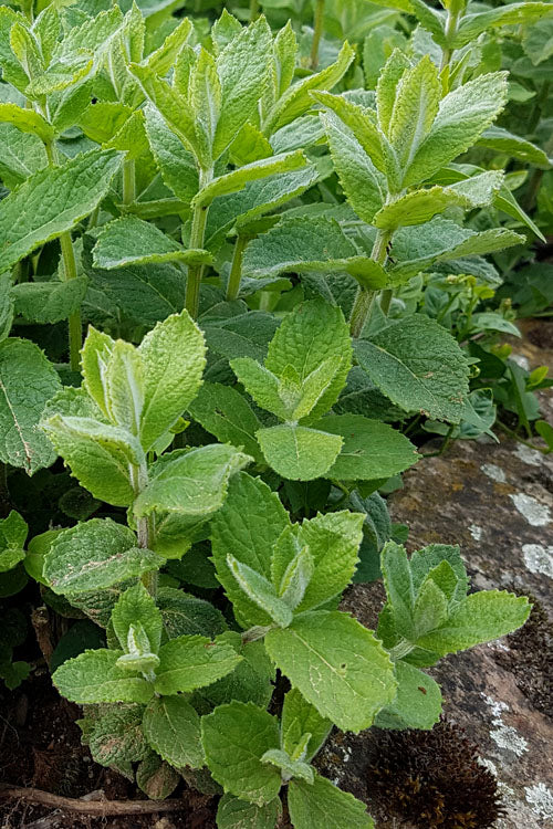MINT 'Apple' --Mentha suaveolens--