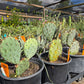 Opuntia macrocentra --Purple Prickly Pear--