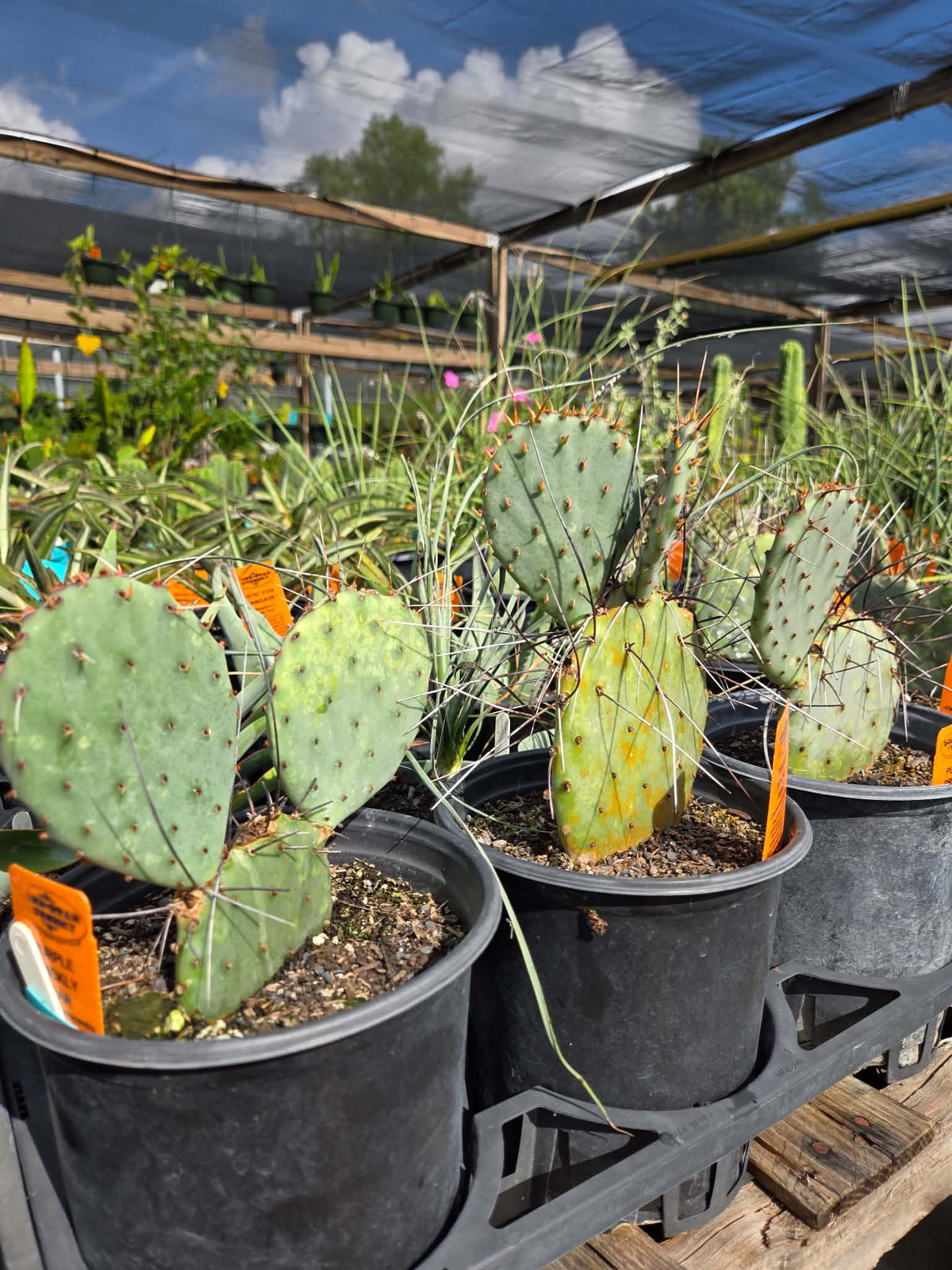 Opuntia macrocentra --Purple Prickly Pear--