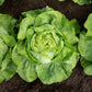 LETTUCE 'Milagro'