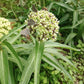 Asclepias asperula --Antelopehorn Milkweed--