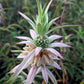 Monarda punctata --Spotted Bee Balm--