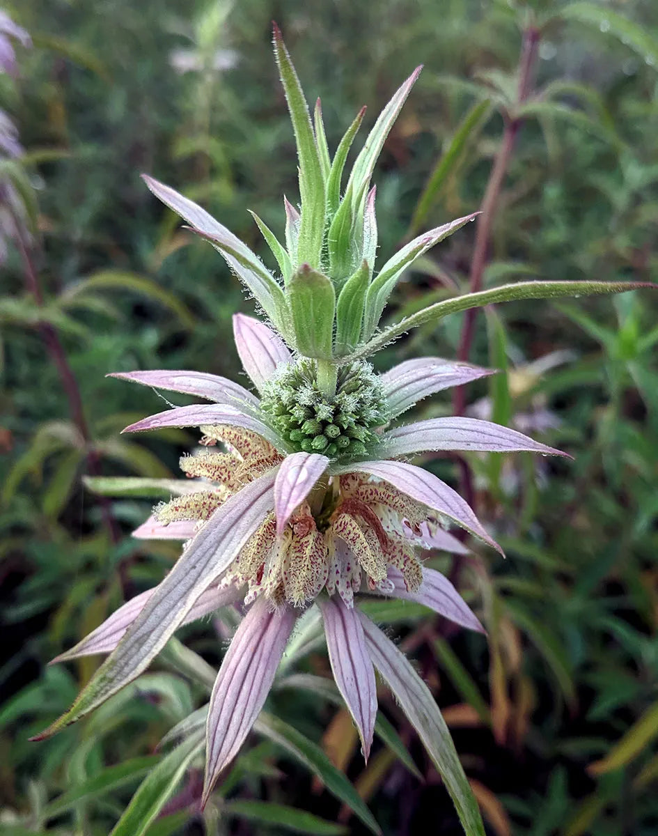 Monarda punctata --Spotted Bee Balm--