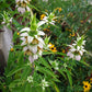 Monarda punctata --Spotted Bee Balm--