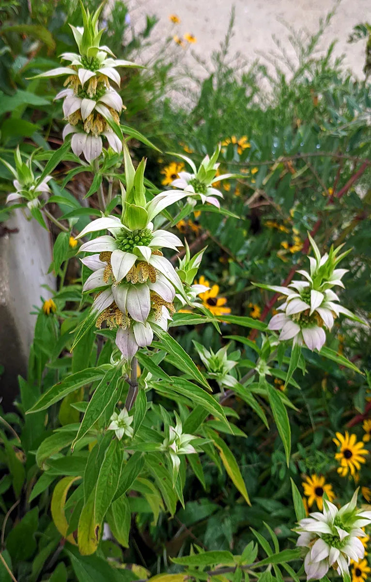 Monarda punctata --Spotted Bee Balm--