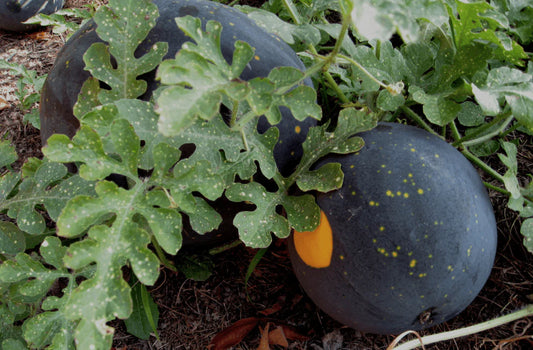 MELON 'Moon & Stars Watermelon'