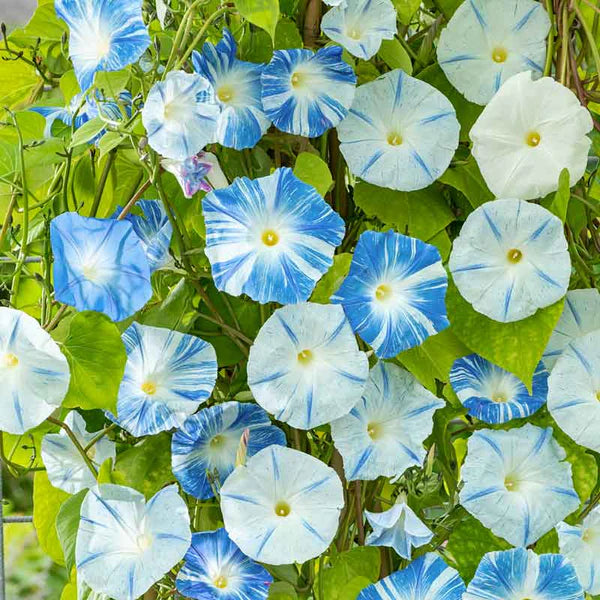 MORNING GLORY 'Flying Saucers'
