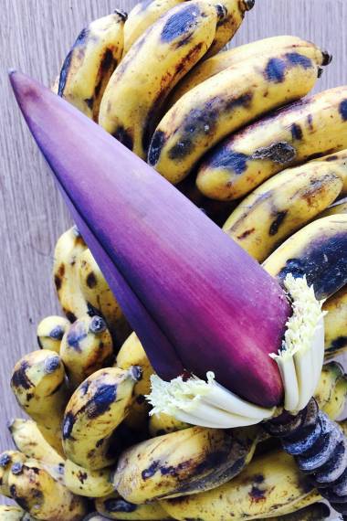 BANANA 'Sulawesi' --Musa acuminata x. tomentosa--