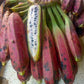 BANANA 'Yunnan' --Musa itinerans var. itinerans--