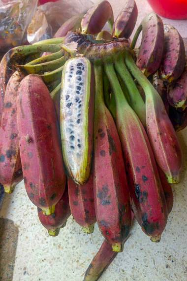 BANANA 'Yunnan' --Musa itinerans var. itinerans--