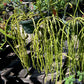 Rhipsalis paradoxa --Chain Cactus--