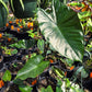 Colocasia esculenta --Burgundy Stem Elephant Ear--