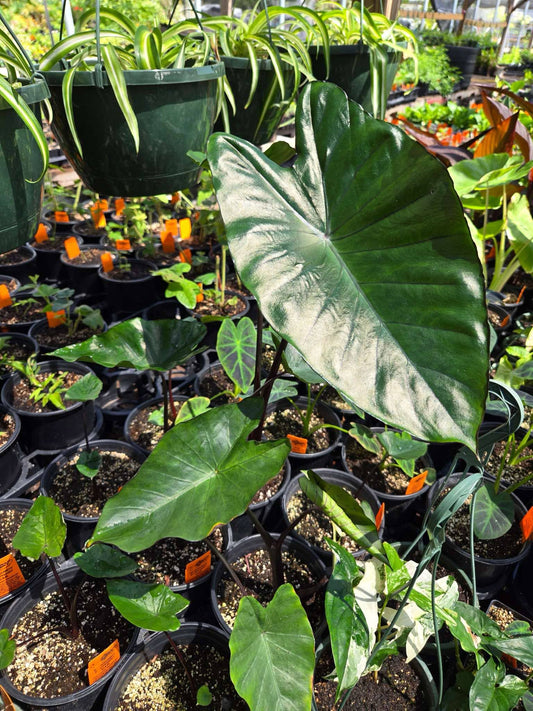 Colocasia esculenta --Burgundy Stem Elephant Ear--