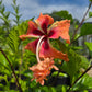 Hibiscus schizopetalus x. 'El Capitolio' --Peach Poodle Hibiscus--