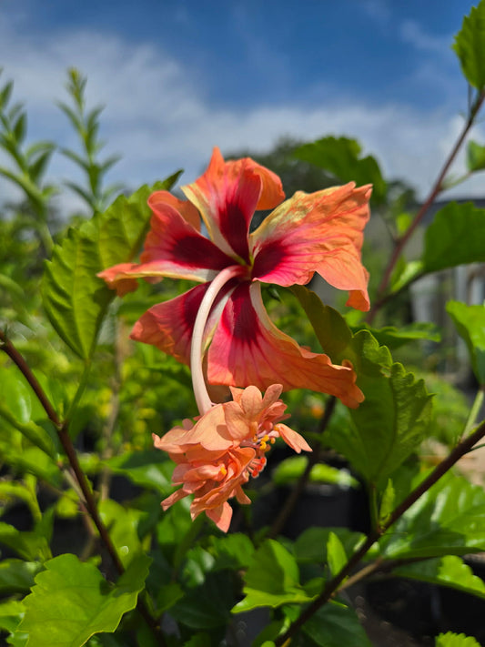 Hibiscus schizopetalus x. 'El Capitolio' --Peach Poodle Hibiscus--