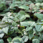BLACKBERRY 'Natchez Thornless' --Rubus fruticosus--